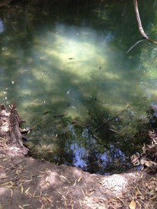 Plenty of fish in the water at Adels Grove